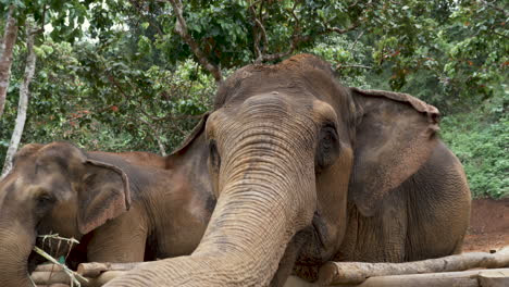 Großer-Brauner-Elefant-Reagiert-Auf-Menschliche-Hand-Und-Versucht-Sie-Zu-Berühren