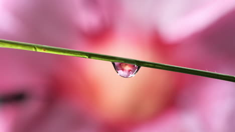 Dew-Drop-Slides-Through-Grass,-Merging-then-Drop-in-Slow-Motion