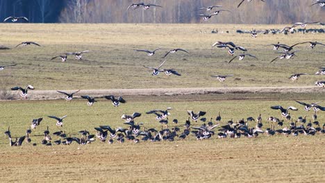 a large flock of white-fronted geese albifrons on winter wheat field during spring migration