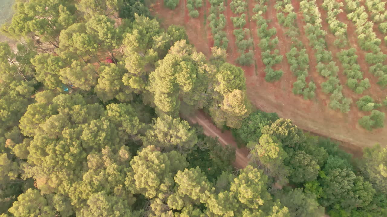 bosque de pinos verdes en croacia cerca del campo de olivos en el campo en un día soleado en verano