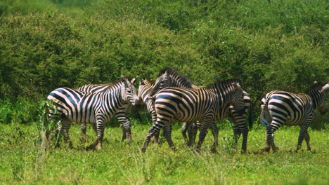 wild zebra walking through african plains with grass in sunshine slow motion