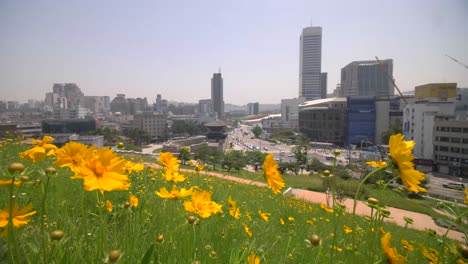 yellow daisies and seoul city