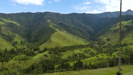 drone flies past wax palm trees in cocora valley, salento, colombia