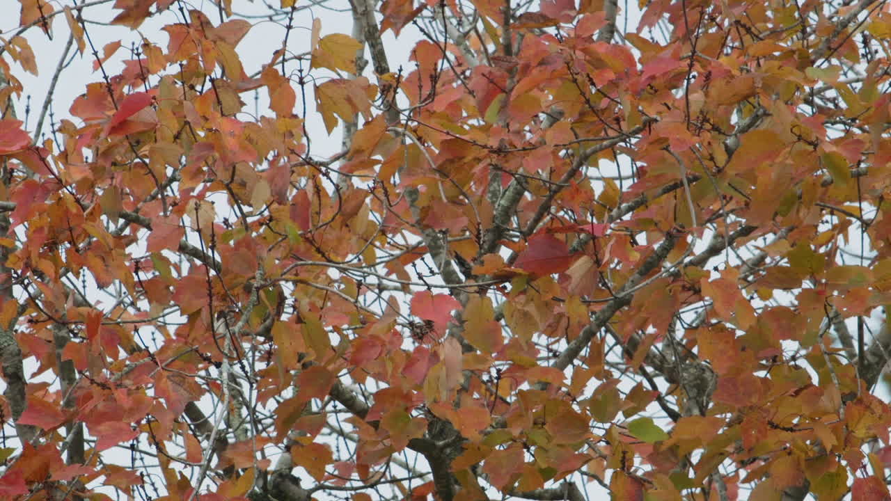 hojas de otoño naranjas y verdes que comienzan a cambiar de color