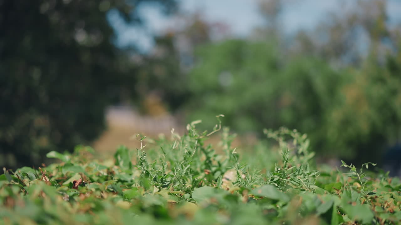 brotes de hierba ondulados por el flujo de viento en el parque de primavera soleado