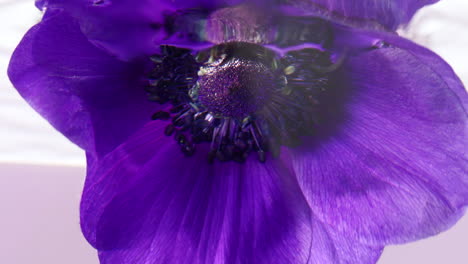 close-up of a purple anemones