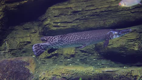 Fisch-Langnasengar-(lepisosteus-Osseus),-Auch-Bekannt-Als-Langnasengarpike-Und-Billy-Gar,-Ist-Ein-Rochenfisch-Aus-Der-Familie-Der-Lepisosteidae.