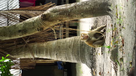 Monkey-acting-weird-while-chained-to-tree-in-Thailand,-vertical-view