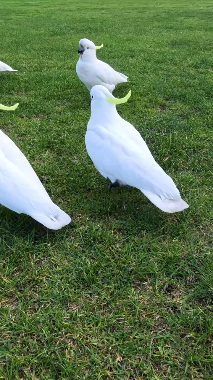 White cockatoos interacting on a grassy field
