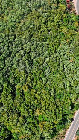 serpentine road in the forest of chile