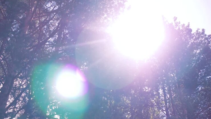 Sunlight Filtering Through Trees