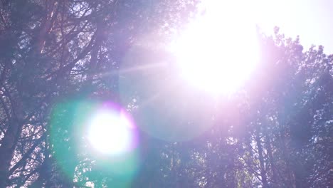 la luz del sol filtrándose a través de los árboles