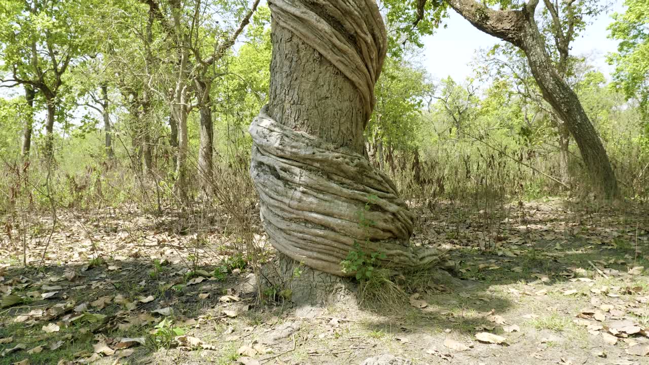 increíble árbol retorcido en el bosque tropical del parque nacional de chitwan, nepal.