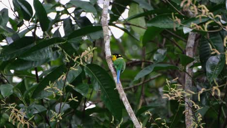 Visto-Desde-Atrás-Mirando-En-Lo-Profundo-Del-Bosque,-Pico-Ancho-De-Cola-Larga-Psarisomus-Dalhousiae,-Parque-Nacional-Khao-Yai,-Tailandia