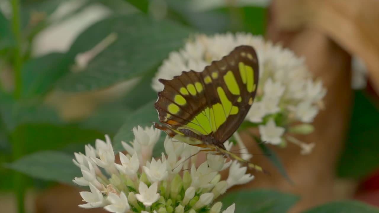 Inquadratura verticale di una farfalla verde durante il processo di impollinazione su un fiore in natura, al rallentatore.