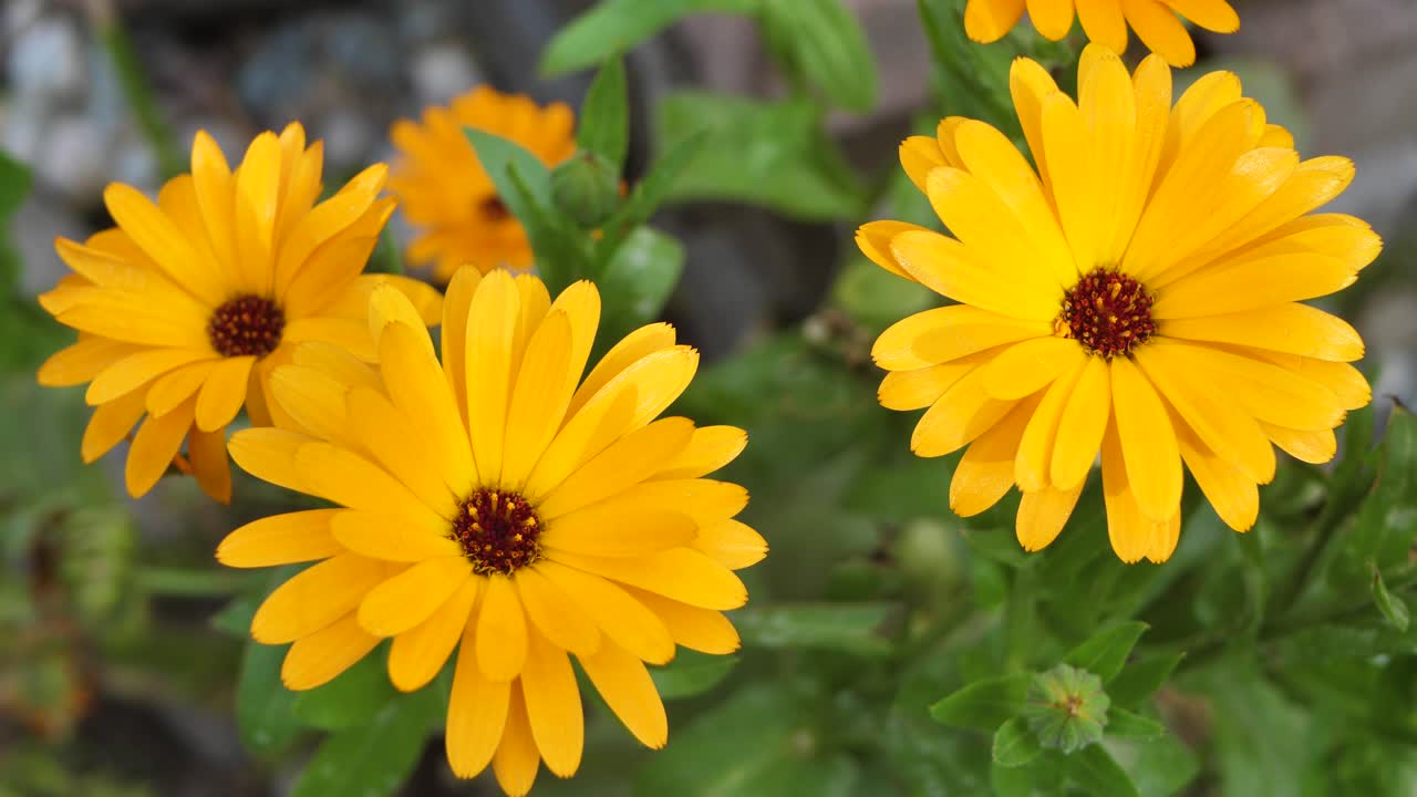 Fiore medicinale, calendula gialla che ondeggia nel vento