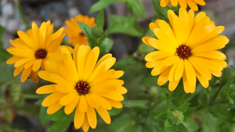 medicinal flower, yellow calendula moves in the wind