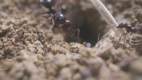 close up footage of ants