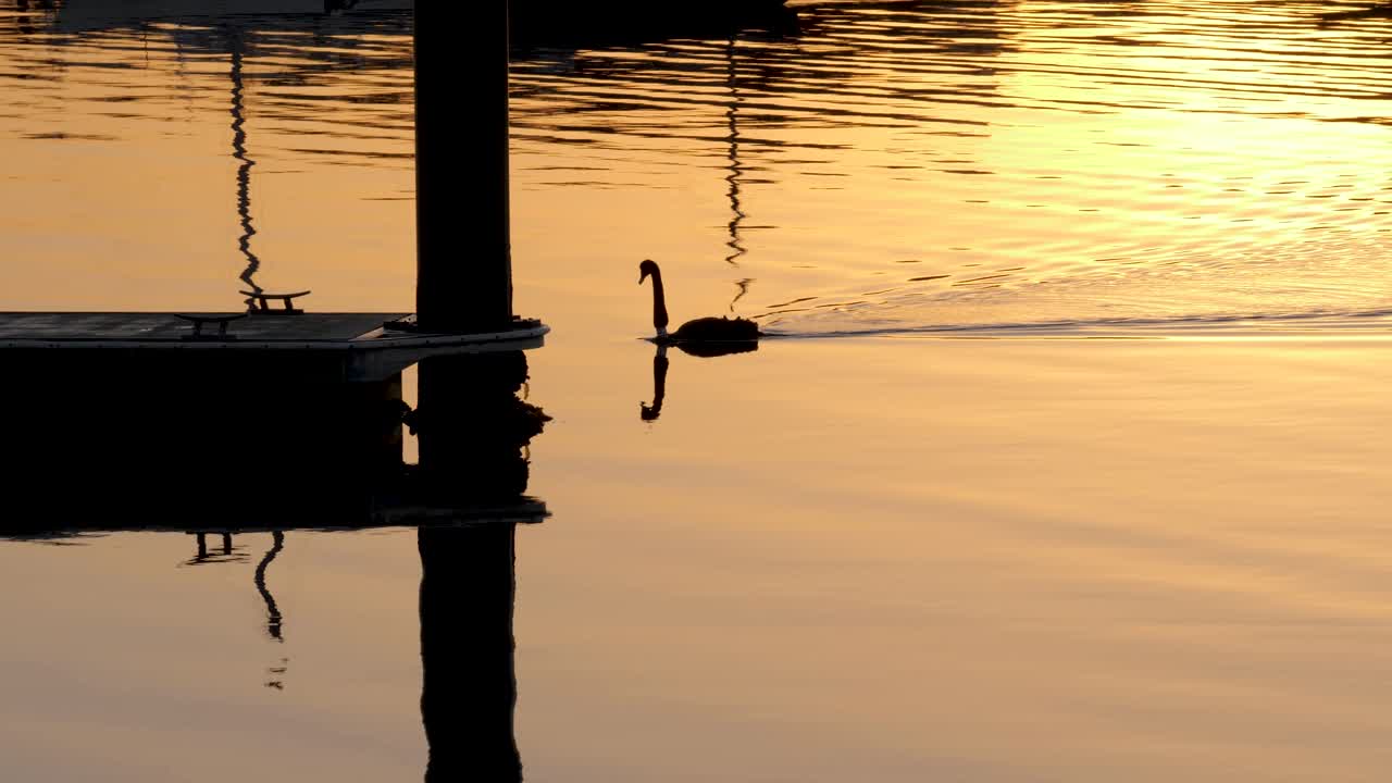 물위에서 수영하는 백조 일출 세인트 킬다 부두 바다새 수영 일출 근처 부두 일출 하버