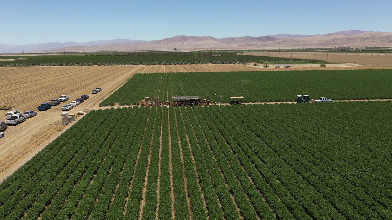 una vista aérea de la plantación de palma aceitera donde se ven pasar los autos