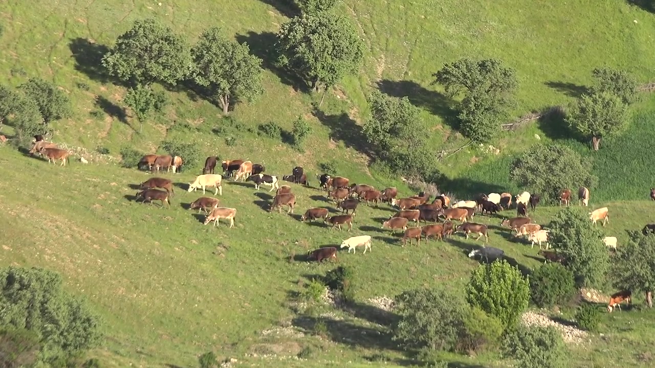 Un gregge di bovini che pascolano su una collina verde e lussureggiante