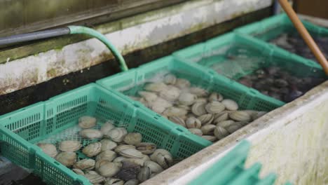 Berberechos-Mariscos-En-El-Mercado-De-Pescado-En-Japón,-Kada-Port-Wakayama