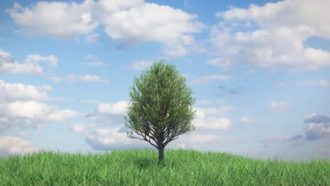 tree in a field