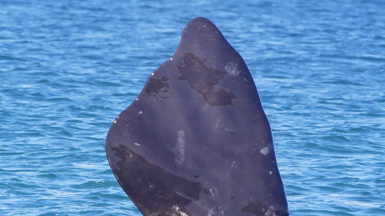 남쪽 오른쪽 고래 의 가 ⁇  지느러미 가 위 를  ⁇ 고 있는 모습 과 아래 로 흐르는 모습 을 볼 수 있는 느린 영상