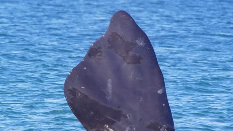 Toma-En-Cámara-Lenta-De-Una-Aleta-Pectoral-De-Una-Ballena-Franca-Austral-Mientras-La-Sostiene-Y-El-Sol-Brilla-Sobre-El-Agua-Mientras-Fluye-Hacia-Abajo