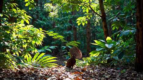pheasant in a lush forest