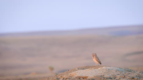 Kanincheneule,-Die-Auf-Dem-Boden-Steht-Und-Sich-Im-Grasland-Nationalpark-In-Saskatchewan,-Kanada,-Umsieht