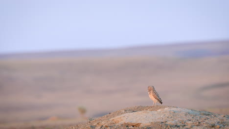 burrowing owl standing on the ground and looking around at grasslands national park in saskatchewan, canada