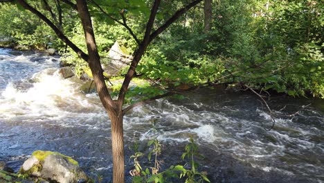 river in swedish fish area