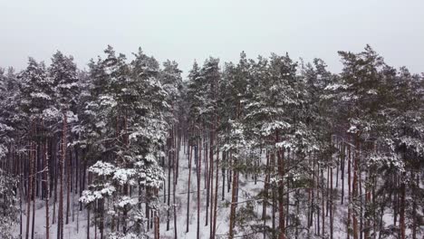 Ascending-through-the-Mist:-Drone-Video-of-Snowy-Pine-Trees-on-Foggy-Day