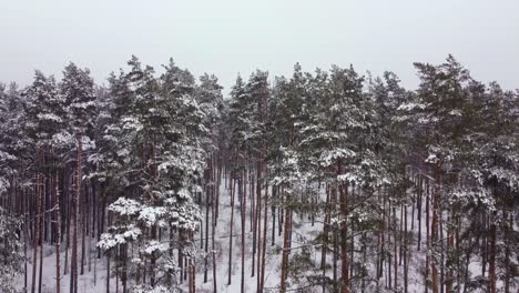 Ascendiendo-A-Través-De-La-Niebla:-Video-De-Drones-De-Pinos-Nevados-En-Un-Día-De-Niebla