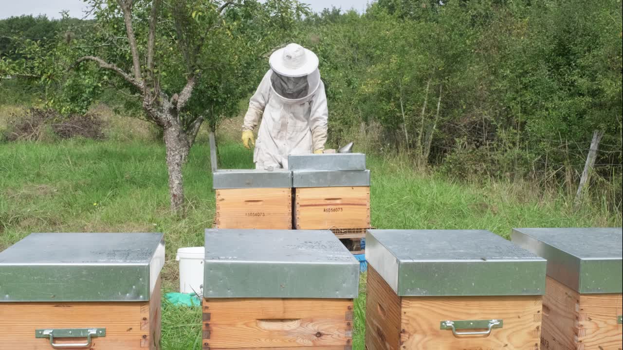 A Beekeeper Collecting Honey From Beehive Boxes, Bees Swarming