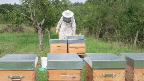 un apicultor recogiendo miel de cajas de colmenas, enjambre de abejas