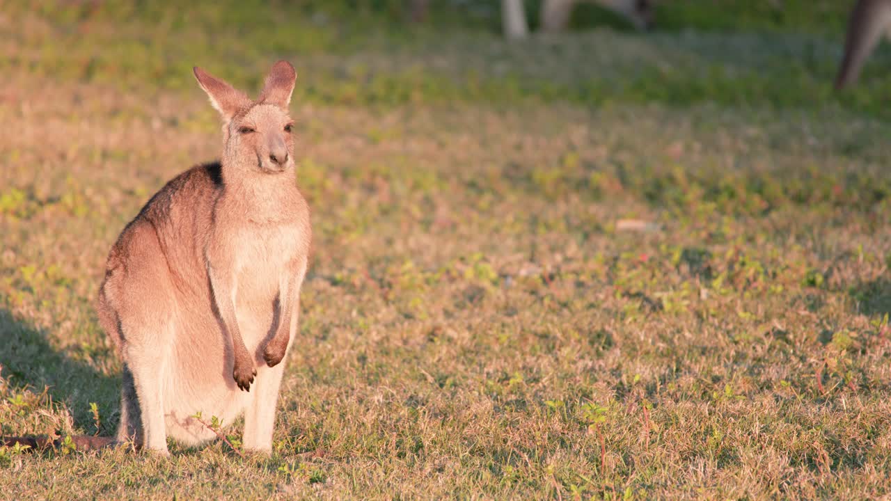 A young kangaroo joey stands alert on grassy field during sunset, bathed in warm natural light. Camera remains steady, capturing tranquil wildlife moment