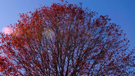 autumn red leaves slowly fall from the branches of the tree