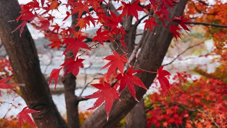 Red Maple Leaves in Autumn