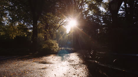 la luz del sol de la mañana a través de los árboles en el parque central de la ciudad de nueva york, tranquilo y hermoso momento del amanecer con bancos vacíos y sombras duras