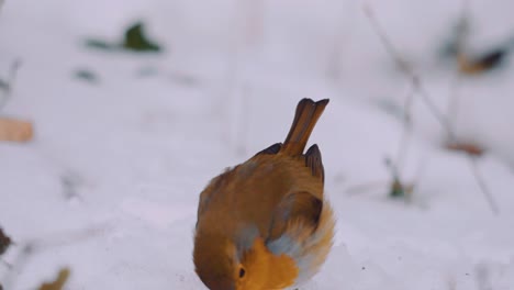 petirrojo europeo forrajeando en la nieve, parque nacional veluwe, países bajos, primer plano