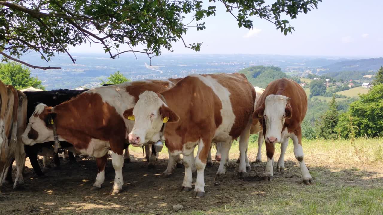 Video statico di mucche in piedi all'ombra in una giornata molto soleggiata.