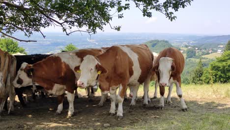 Static-video-of-cows-standing-in-the-shadow-on-a-very-sunny-day