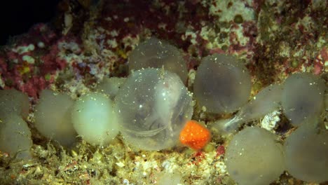 Eclosión-Extravagante-Sepia-Estrecho-De-Lembeh