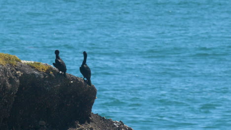 sea birds sitting on ocean cliff