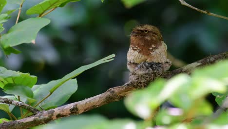 the javan frogmouth or horsfield's frogmouth is found in thailand and other asian countries