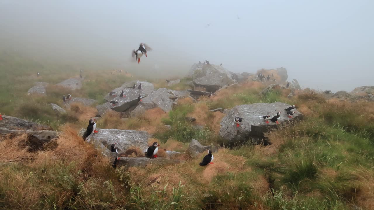 papagayo atlántico (fratercula arctica), en la roca de la isla de runde (noruega).