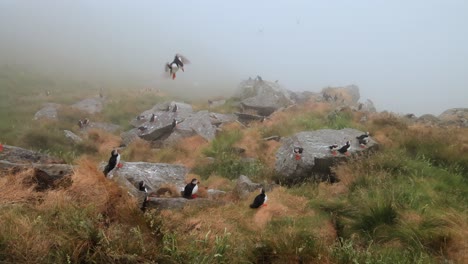 Atlantic-puffin-(Fratercula-arctica),-on-the-rock-on-the-island-of-Runde-(Norway).