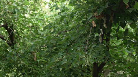 Pájaro-Paloma-Gris-En-La-Rama-De-Un-árbol